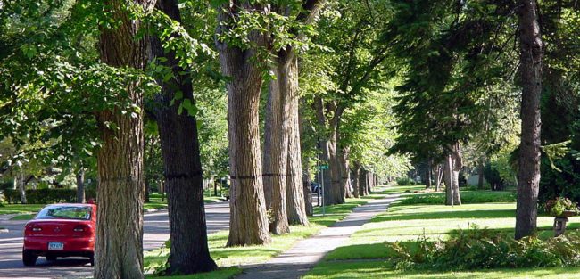 Tree lined street in vancouver