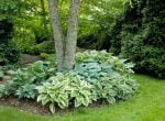 10 tips for planting under trees