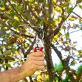 Arbutus Tree Service adheres to the highest standards of tree care