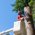Arbutus Tree Service crew member performing tree removal