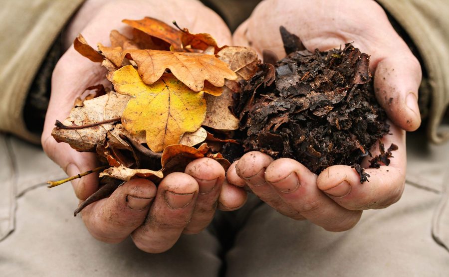 Comparison of fallen leaves to leaf mould results