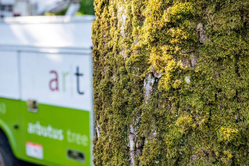 Arbutus Tree Service provides high quality, environmentally friendly tree care
